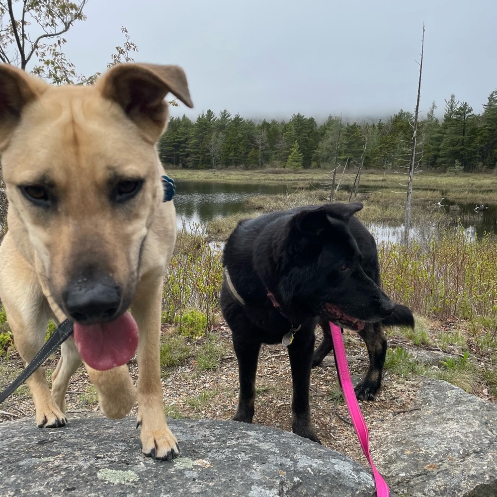 Meet your Posher, Laura